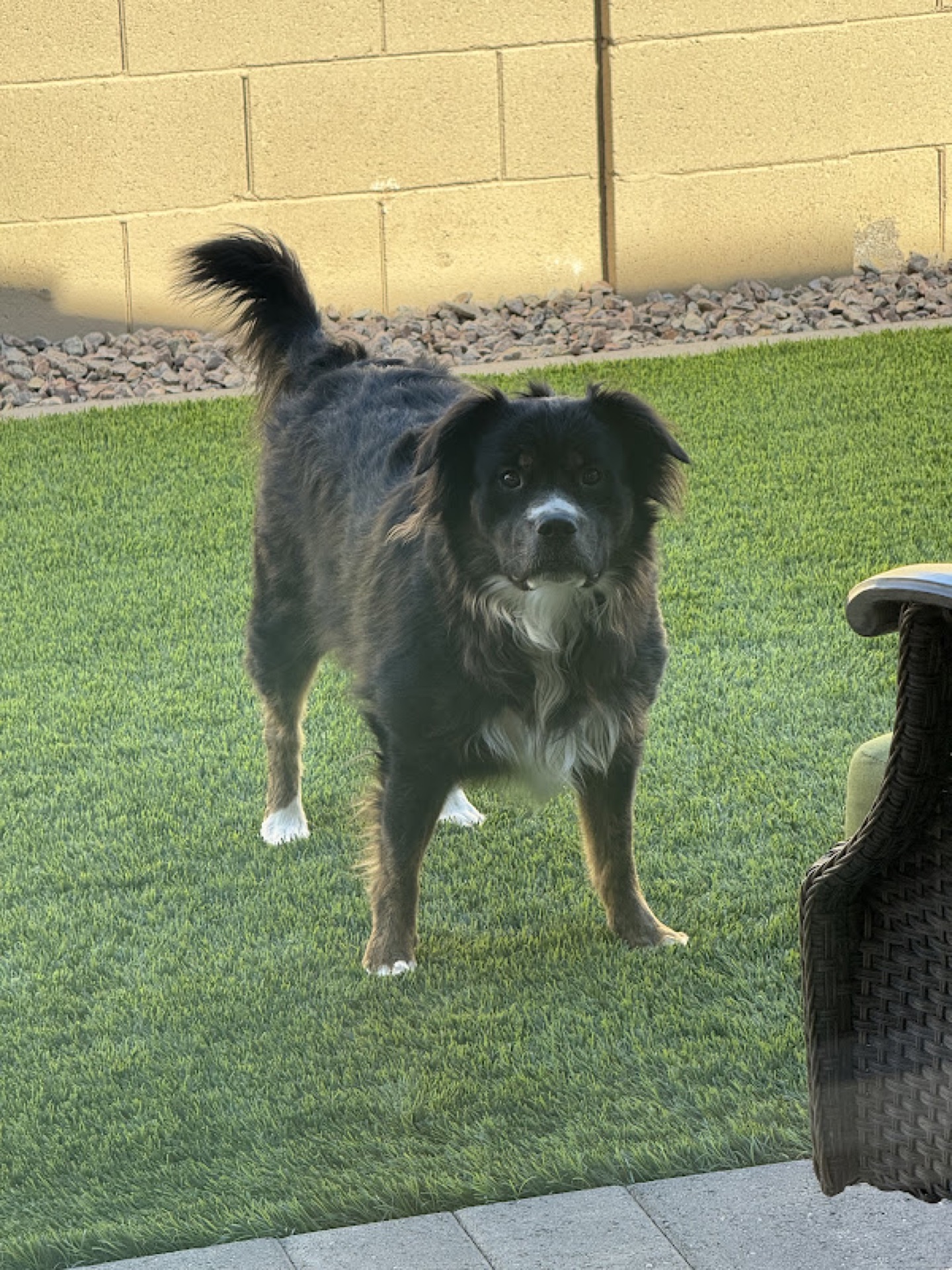 Dog enjoying fresh turf