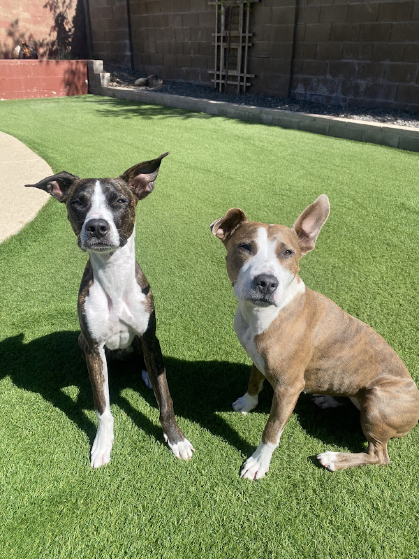 Dogs on clean artificial turf