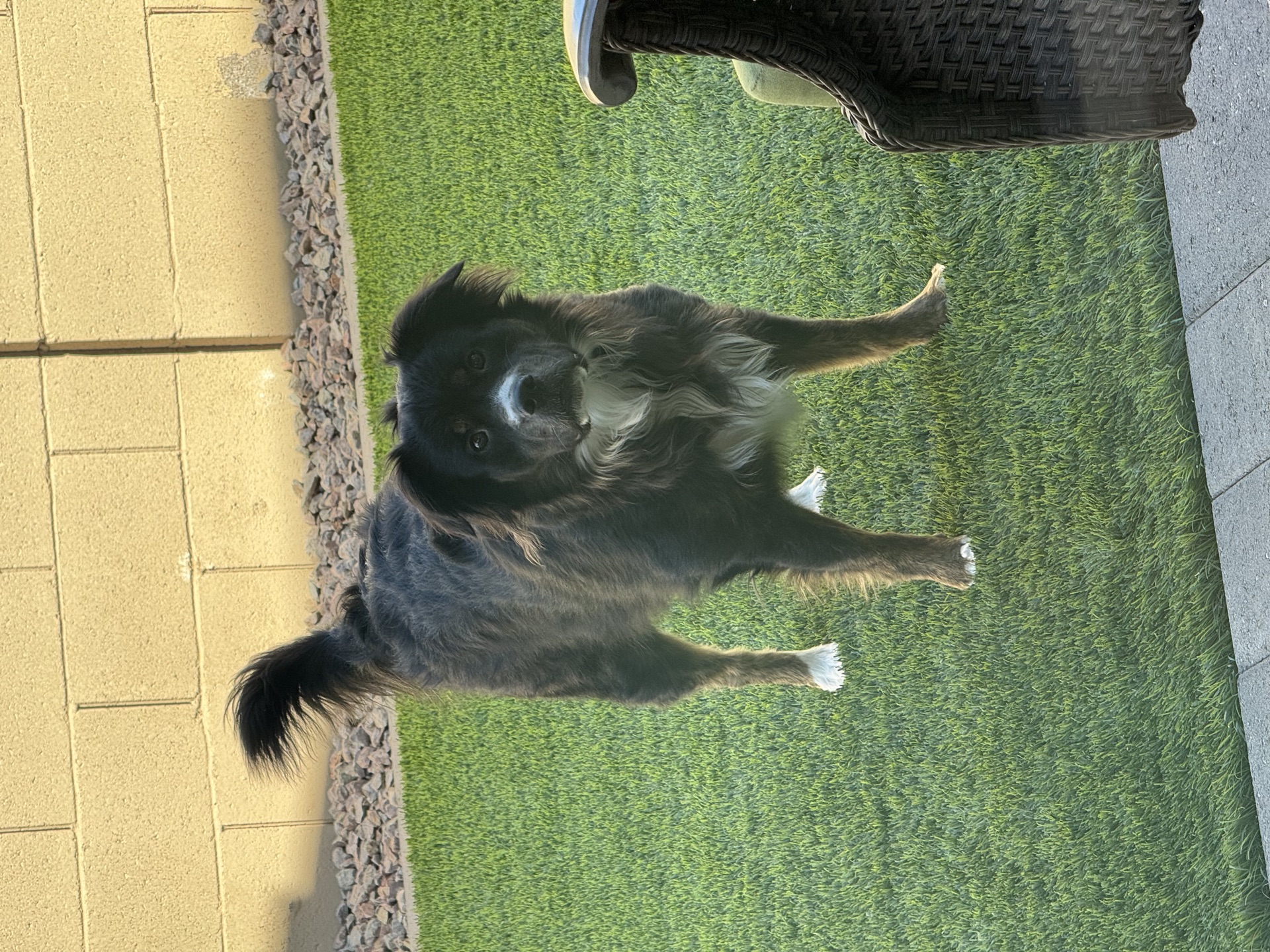 Pet turf with dog enjoying clean artificial grass