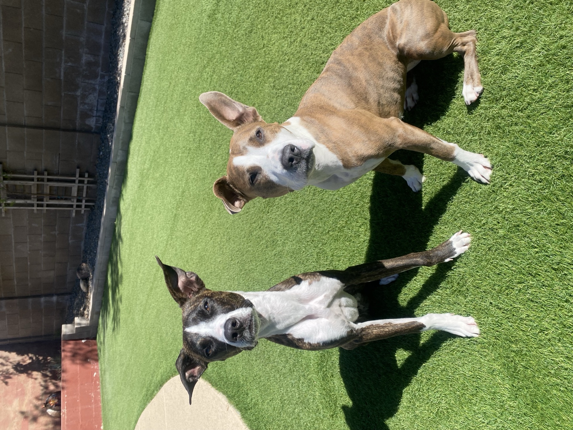 Family-friendly turf backyard in Chandler, AZ